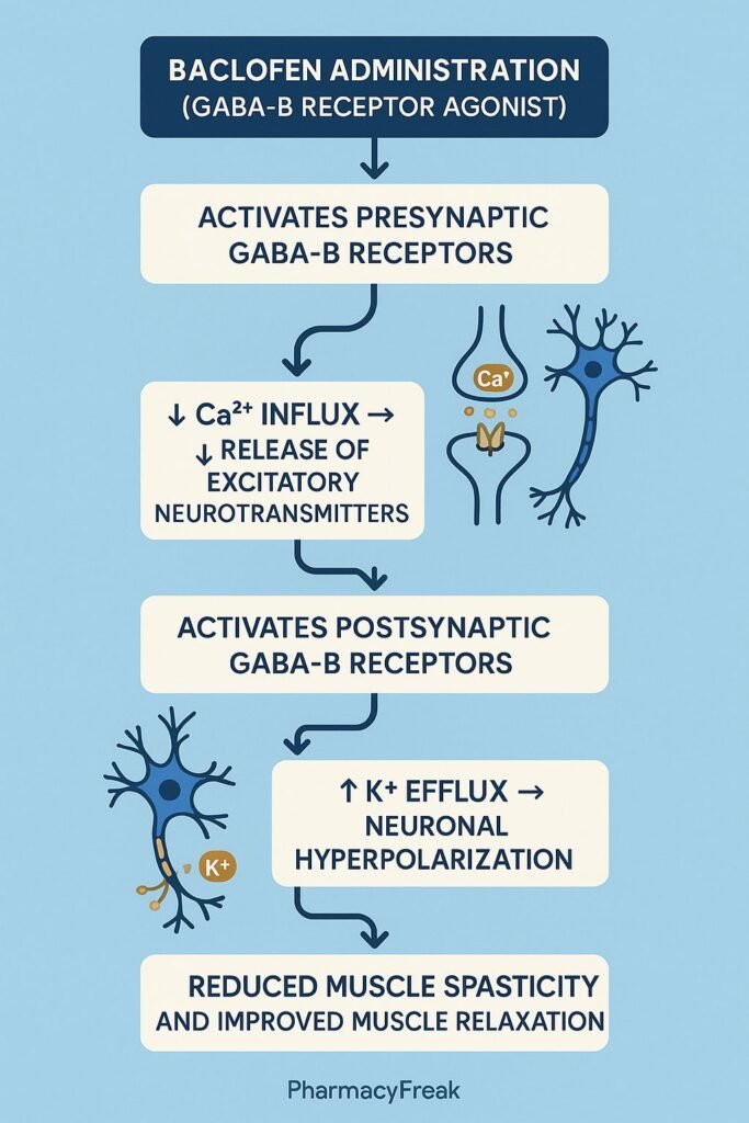 Stepwise mechanism of action of Baclofen