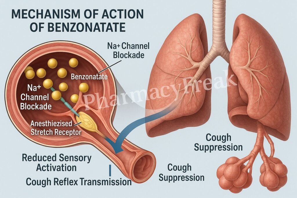 Mechanism of action of Benzonatate