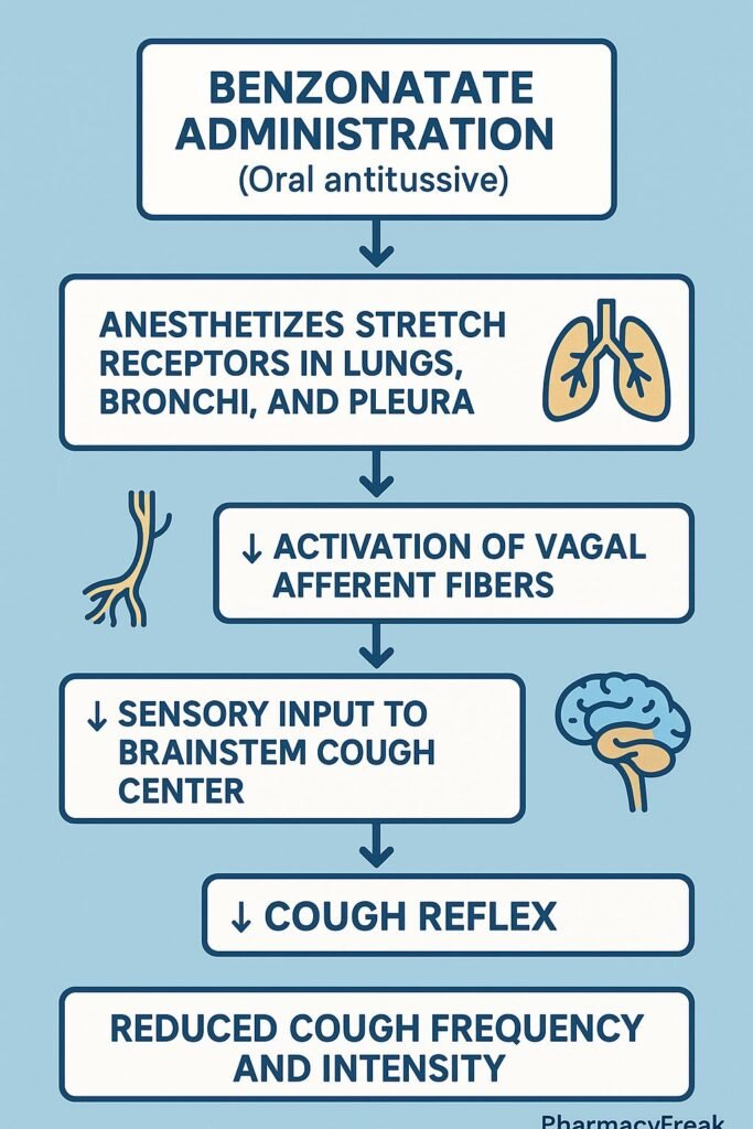 Stepwise mechanism of action of Benzonatate