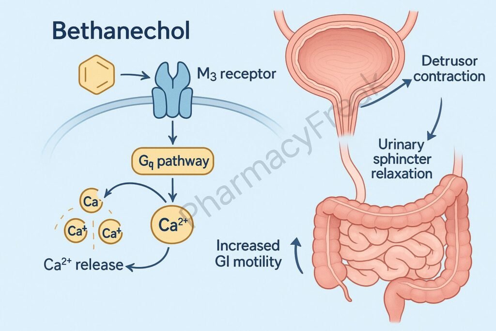 Mechanism of action of Bethanechol