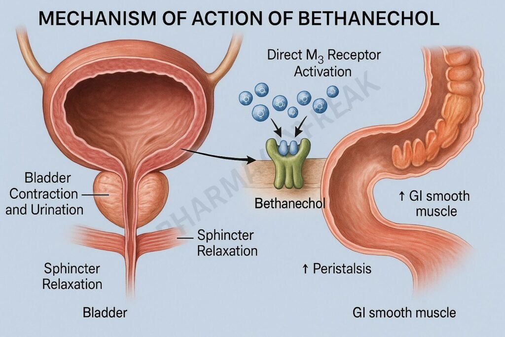 Bethanechol cholinergic pharmacology