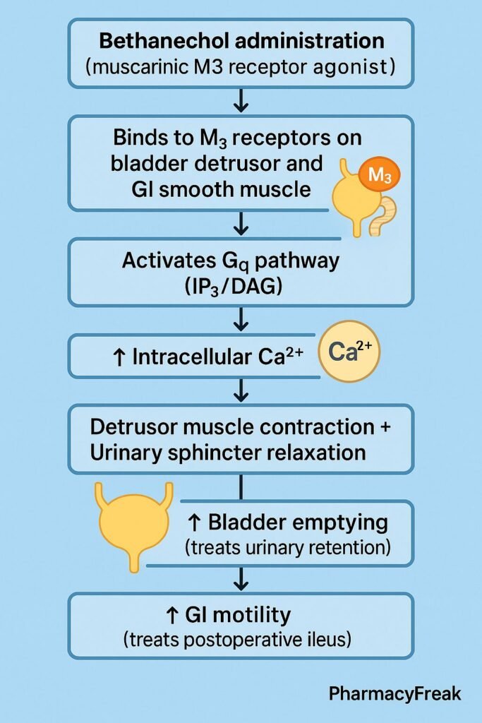 Stepwise mechanism of action of Bethanechol