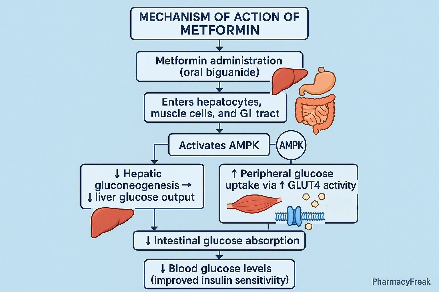 Mechanism of Action of Biguanides