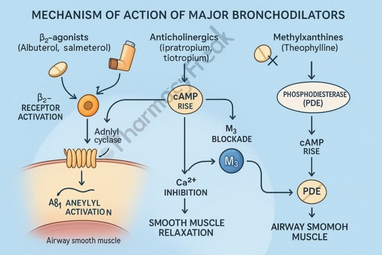 MOA of Bronchodilators