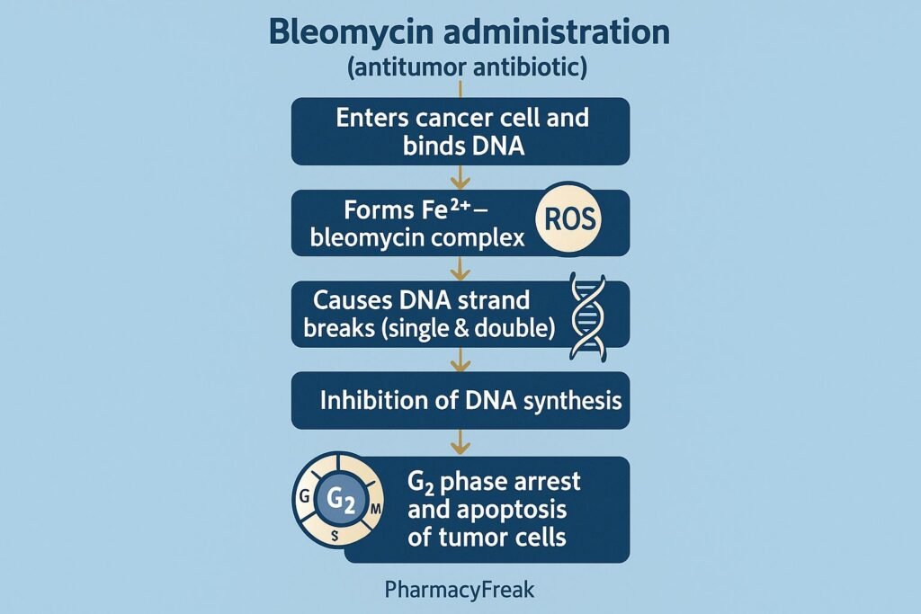 Stepwise mechanism of action of Bleomycin
