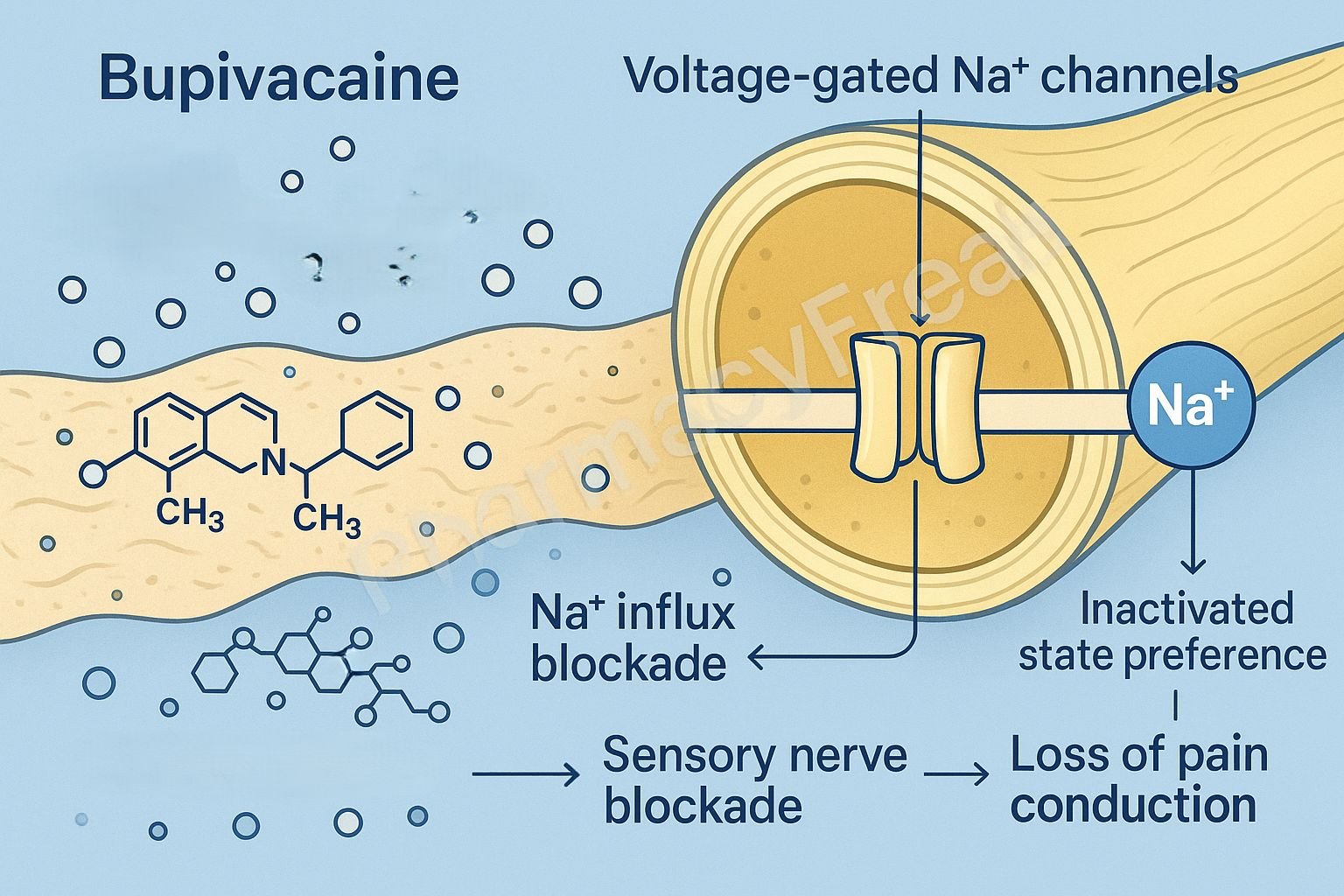 MOA of Bupivacaine