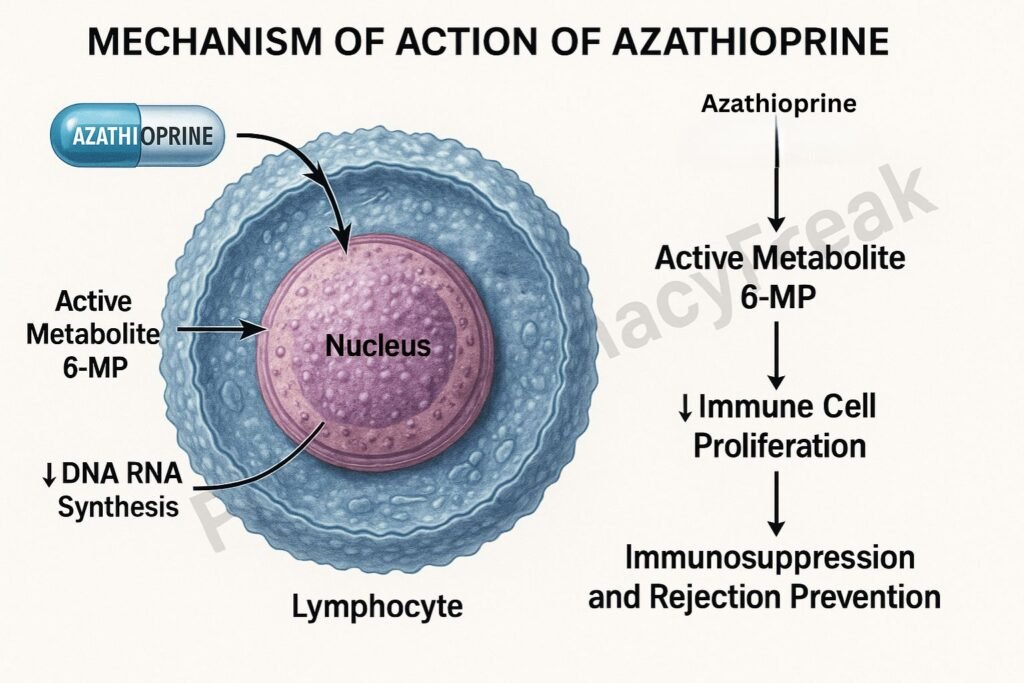 Mechanism of action of Azathioprine