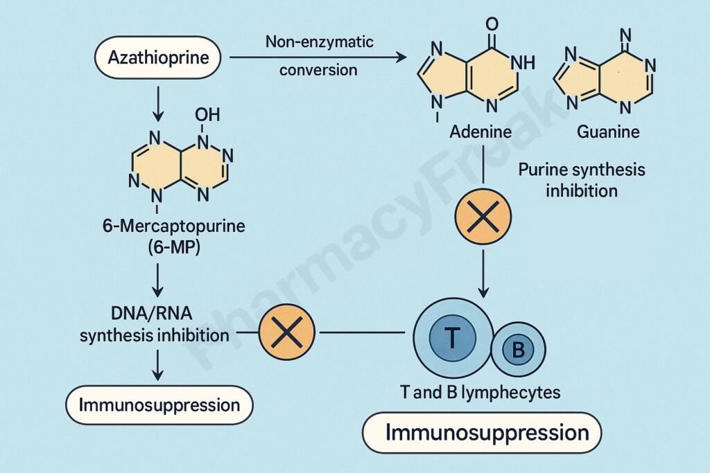 Azathioprine immunosuppressive pharmacology
