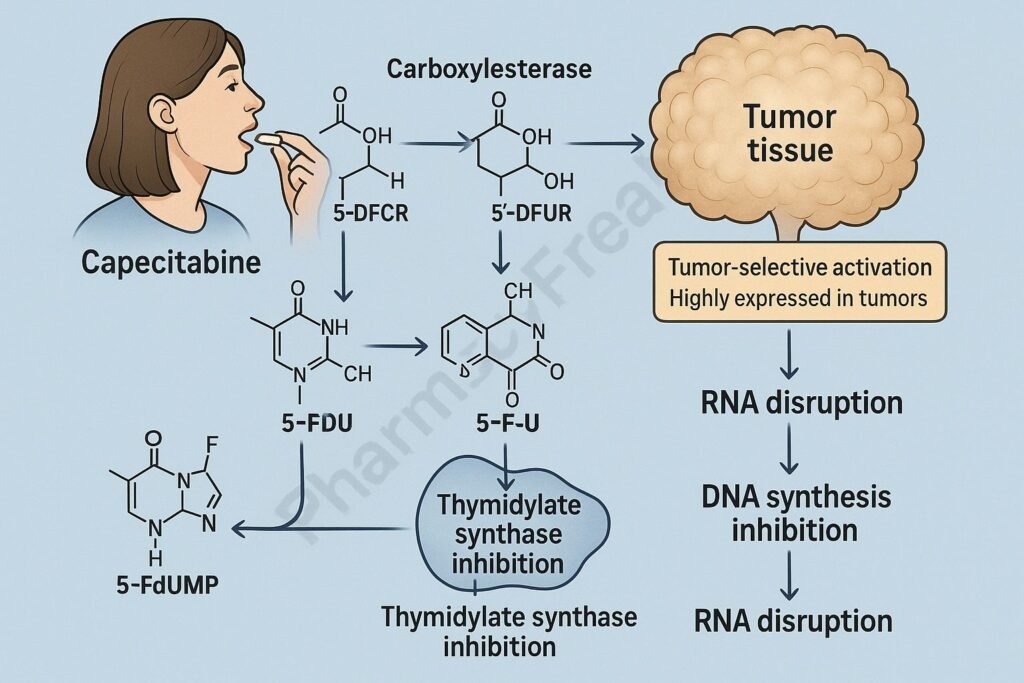 Mechanism of action of Capecitabine