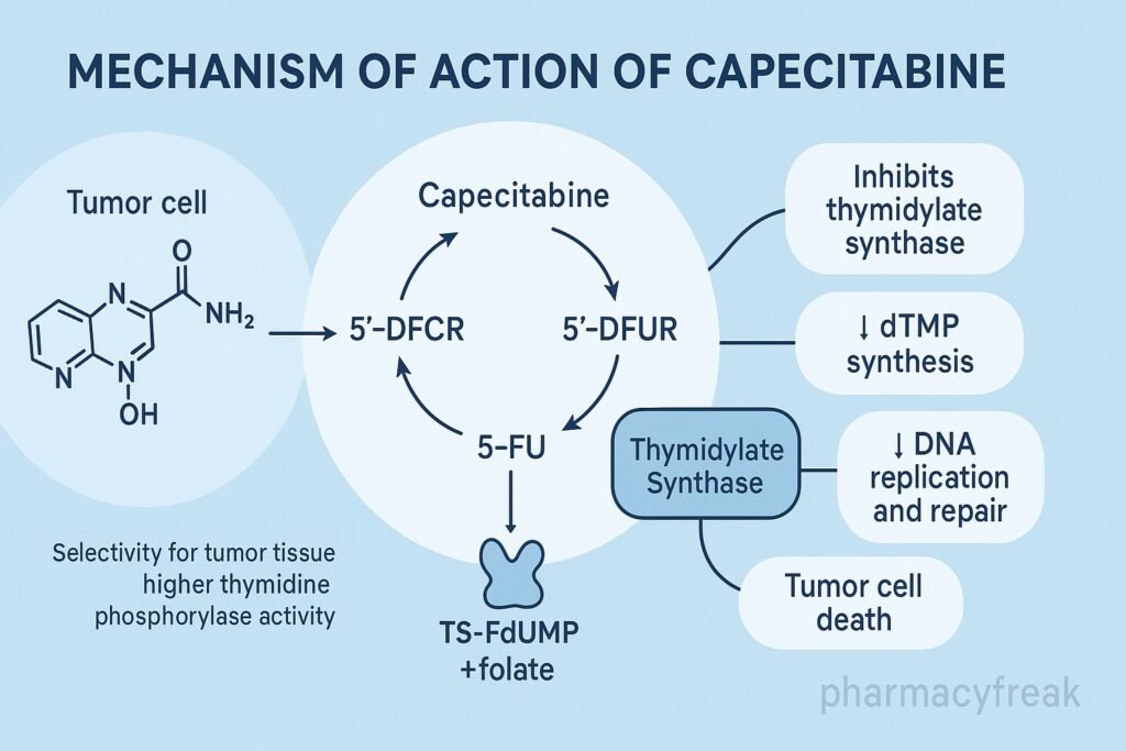 Capecitabine 5-FU activation