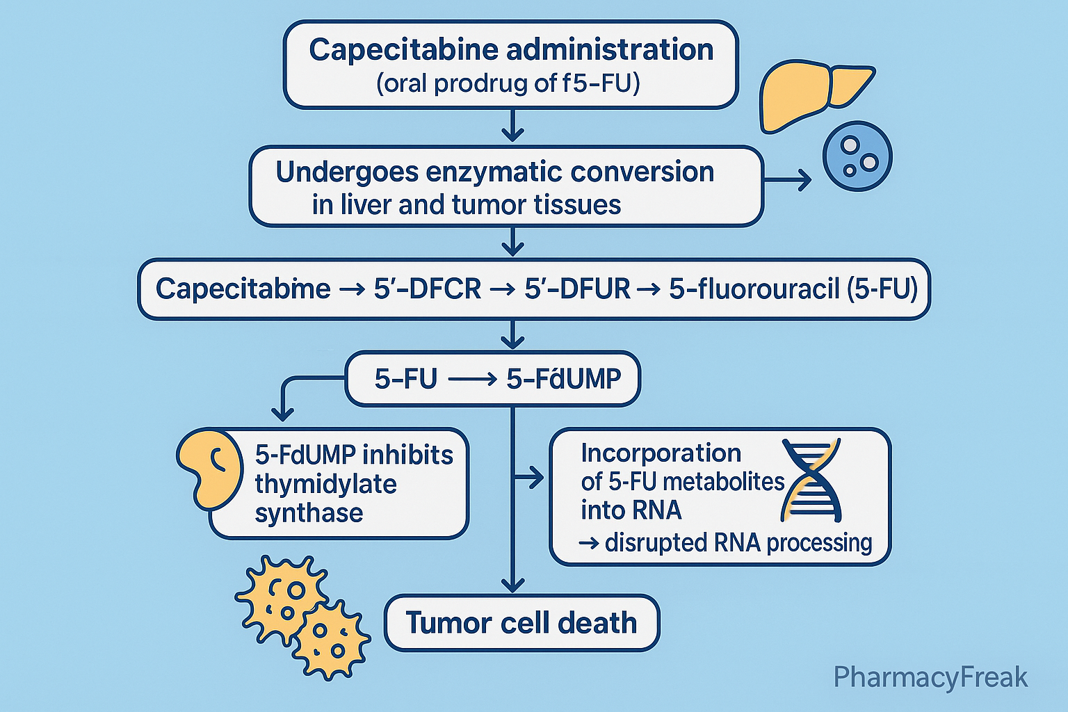 Stepwise mechanism of action of Capecitabine