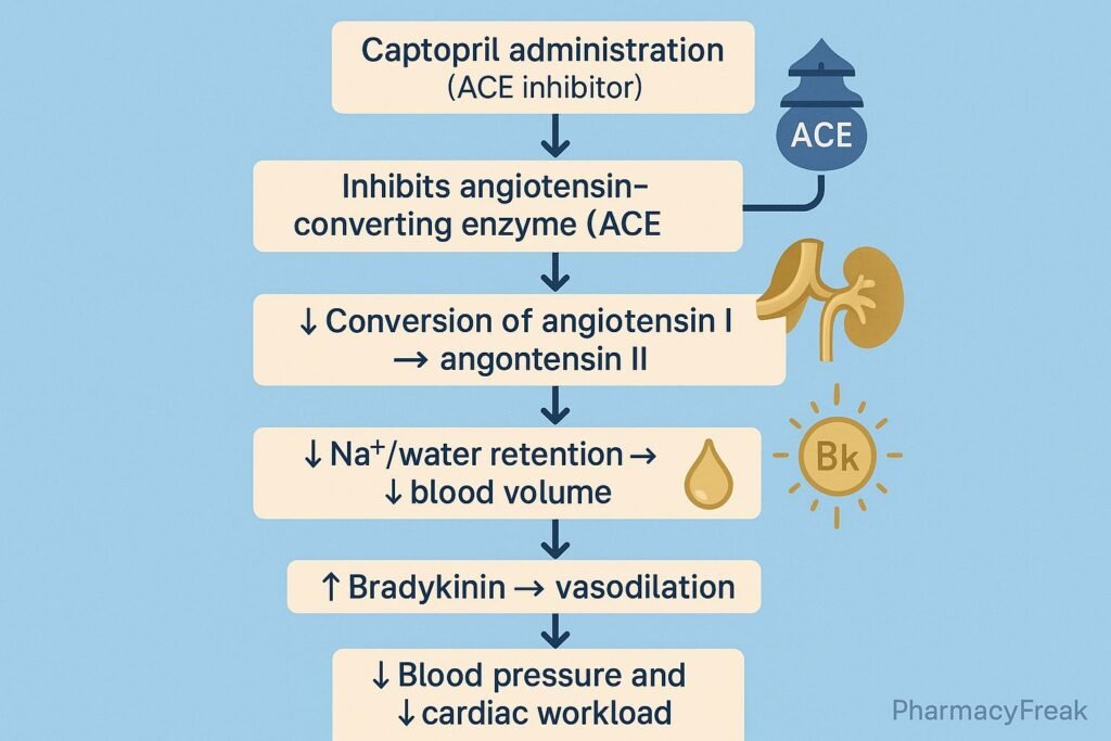 Stepwise mechanism of action of Captopril