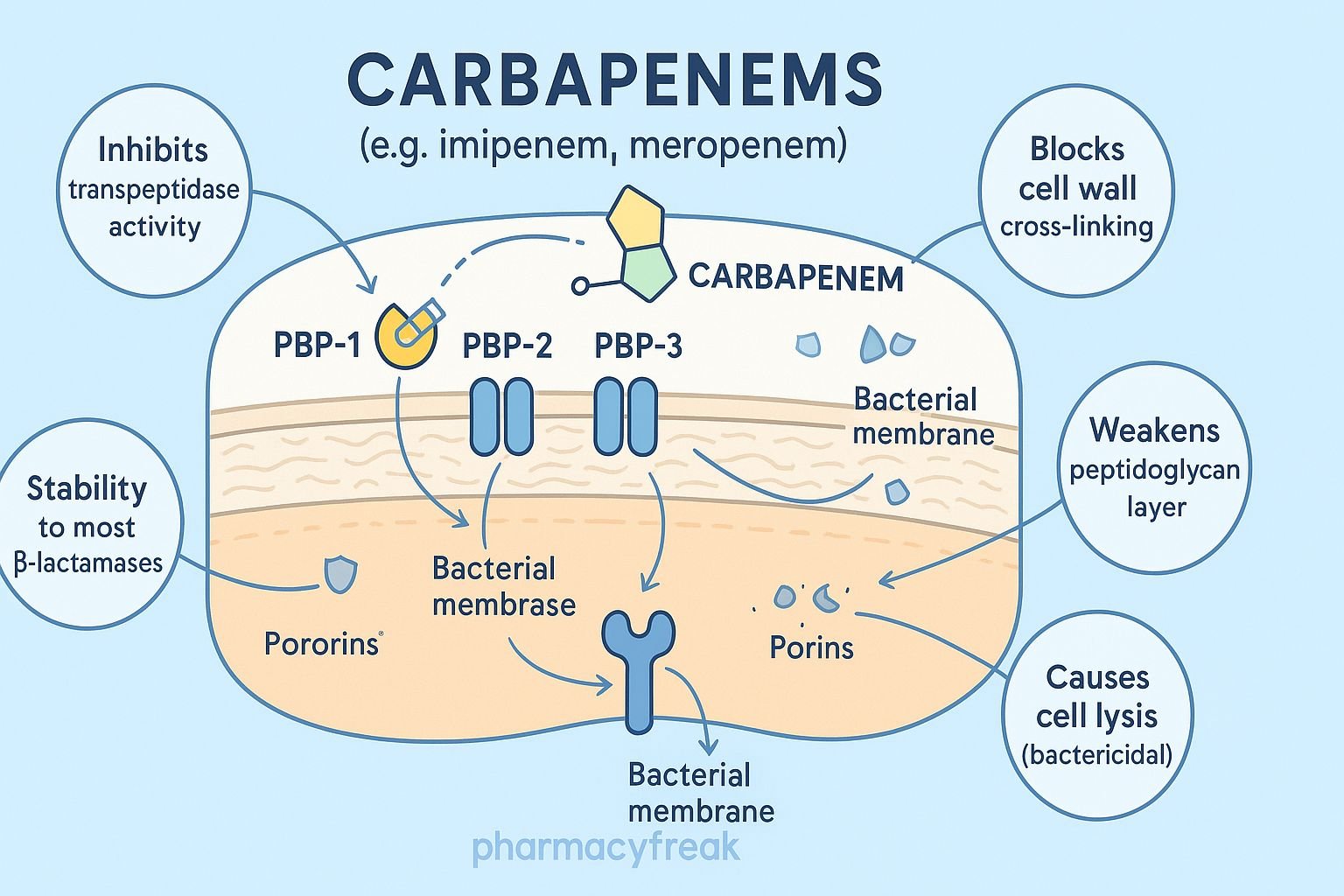 MOA of Carbapenems