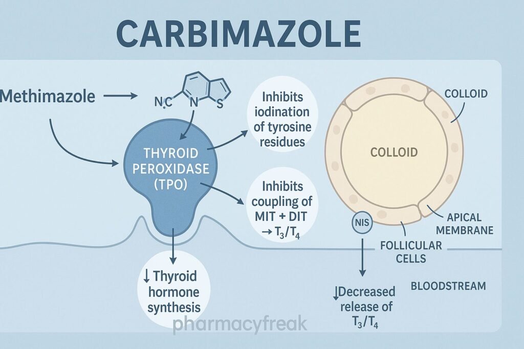 Mechanism of action of Carbimazole