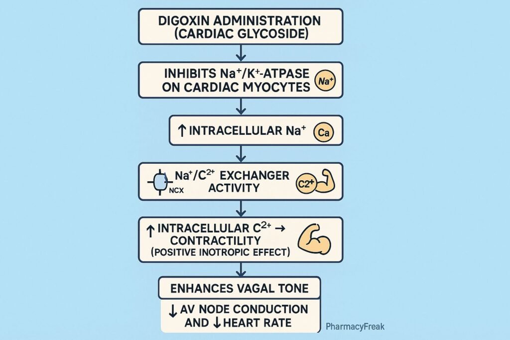 Stepwise mechanism of action of Cardiac Glycosides