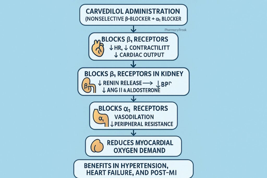 Stepwise mechanism of action of Carvedilol