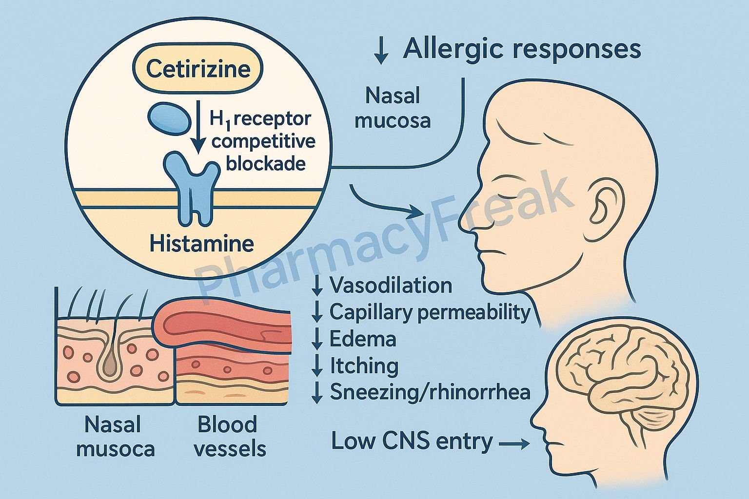 MOA of Cetirizine
