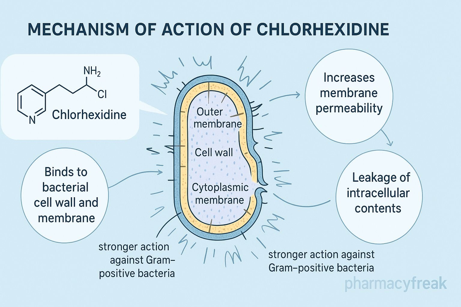 MOA of Chlorhexidine