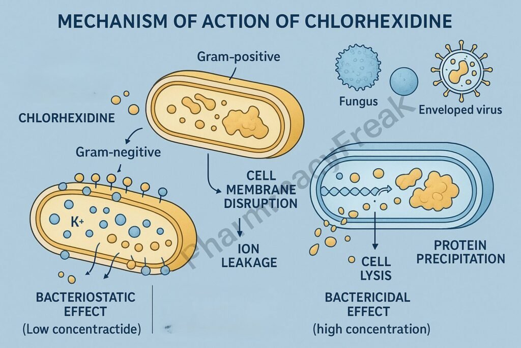 Mechanism of action of Chlorhexidine