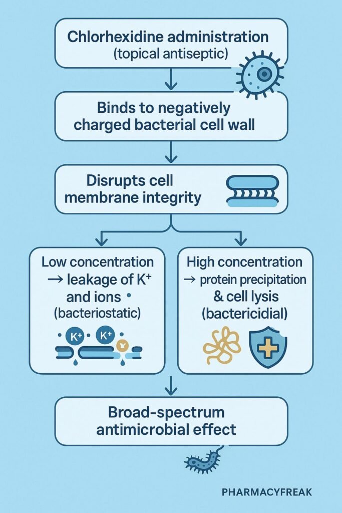Stepwise mechanism of action of Chlorhexidine