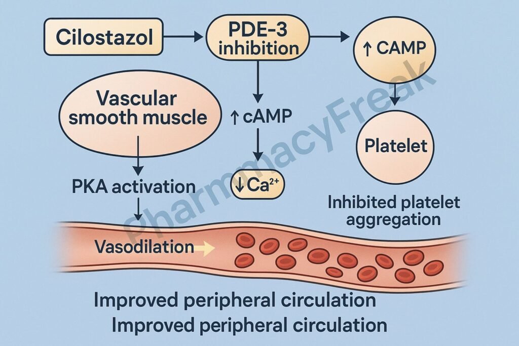 Cilostazol PDE3 inhibition