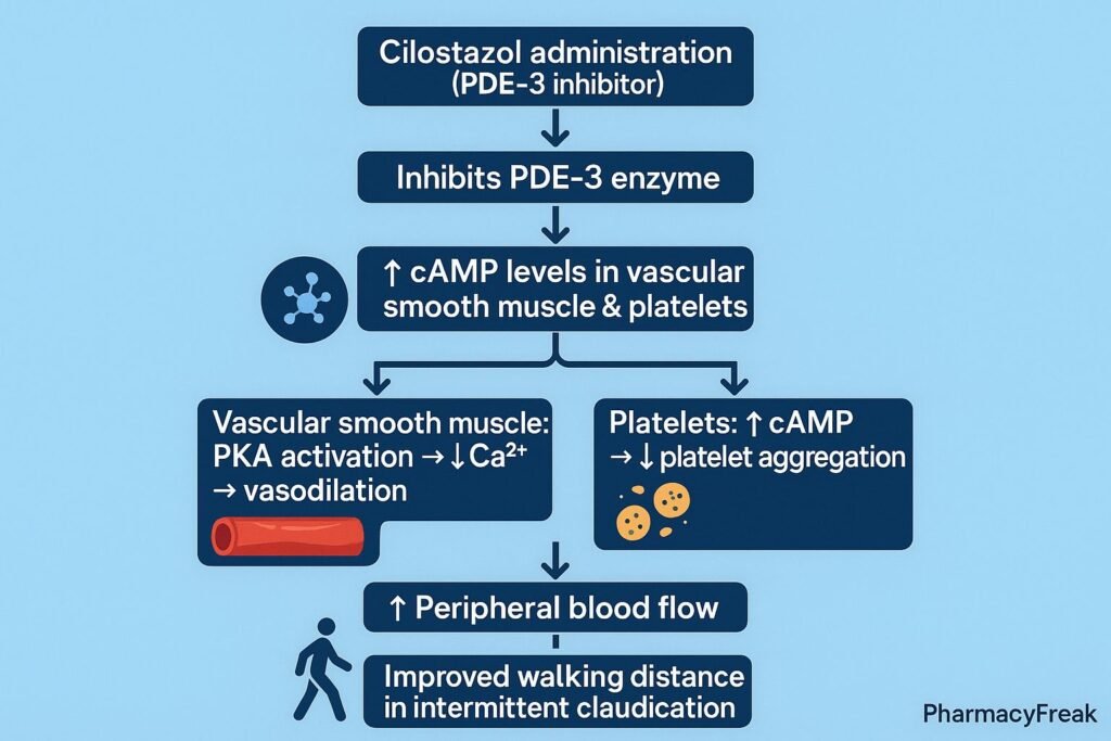 Cilostazol pharmacology Flowchart