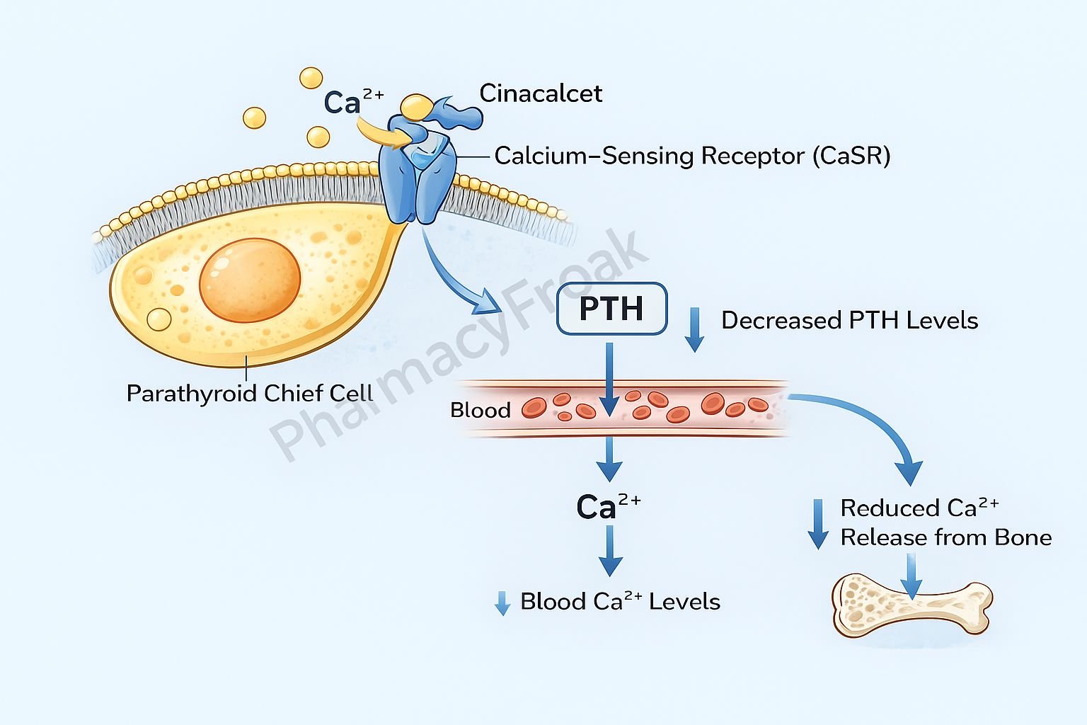 Mechanism of action of cinacalcet