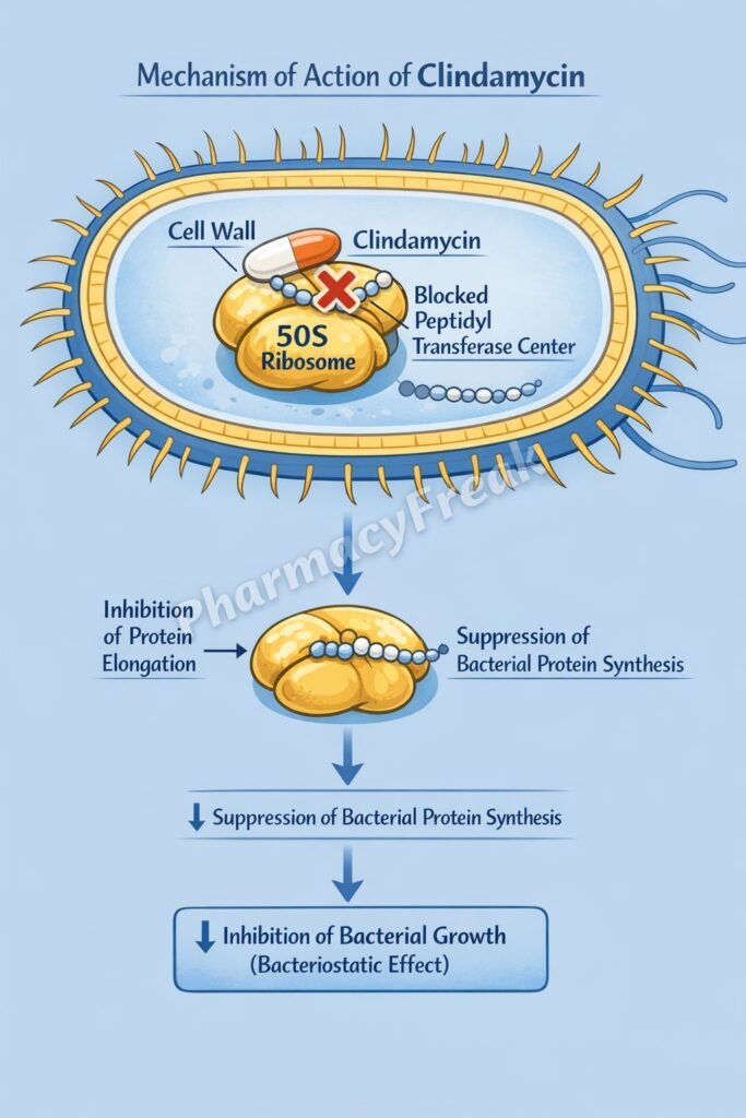 Mechanism of Action of Clindamycin