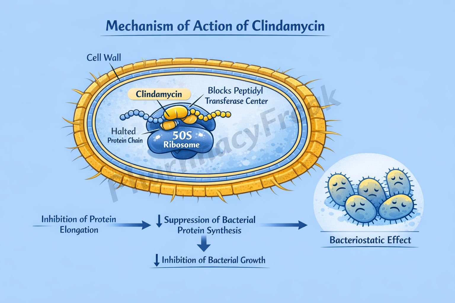 Mechanism of Action of Clindamycin