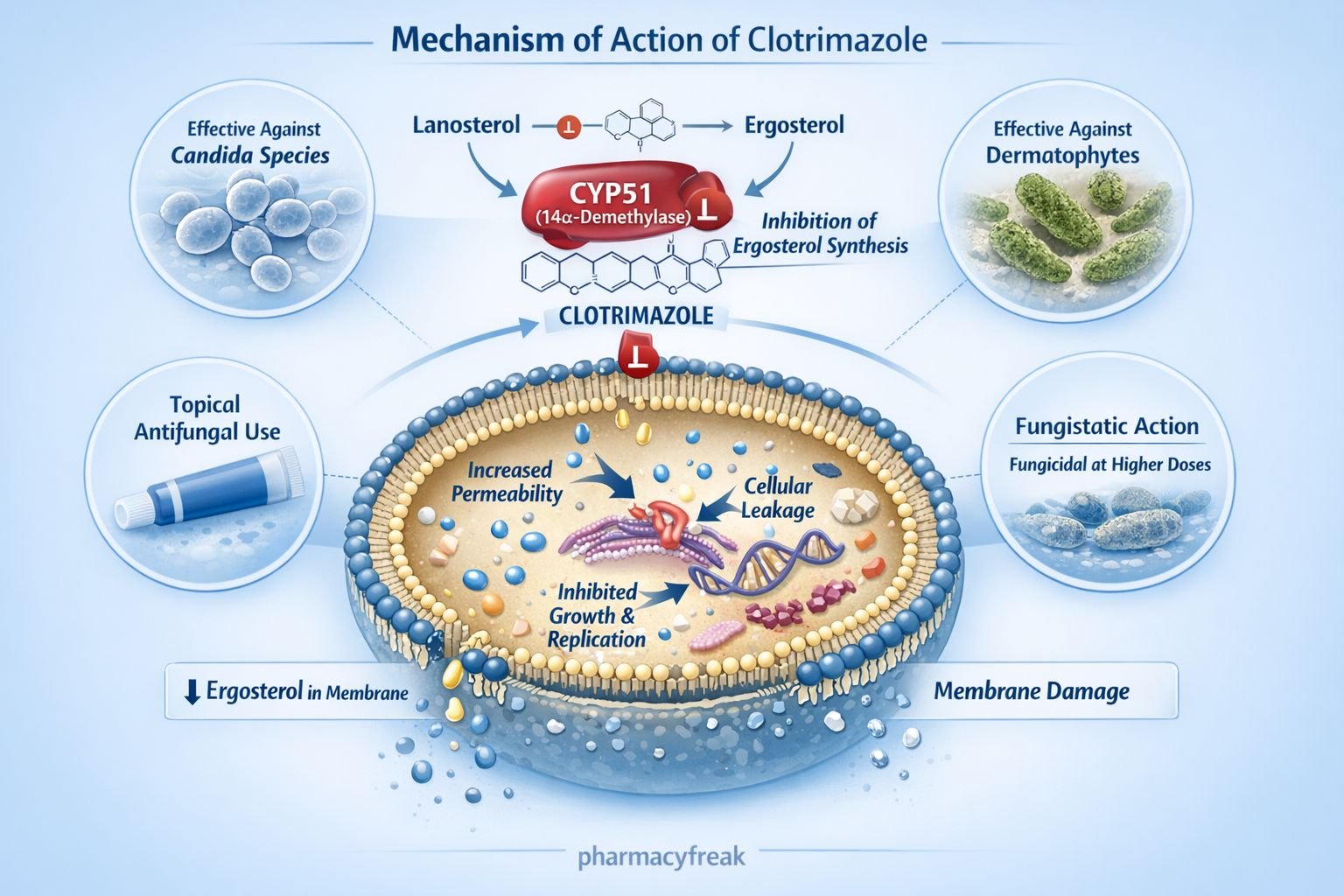 Mechanism of Action of Clotrimazole