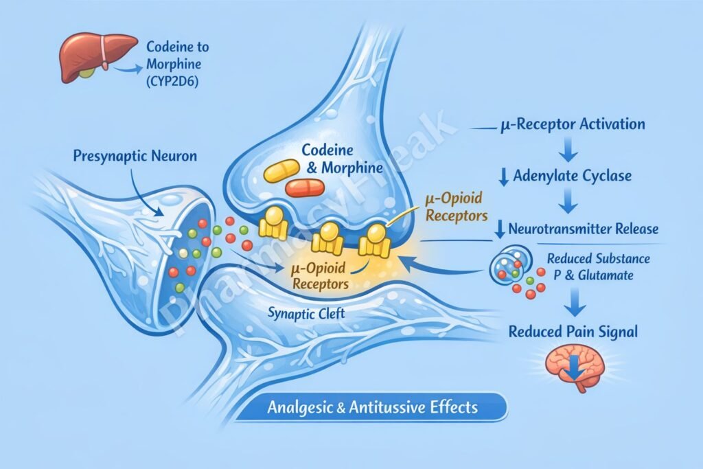 Mechanism of Action of Codeine