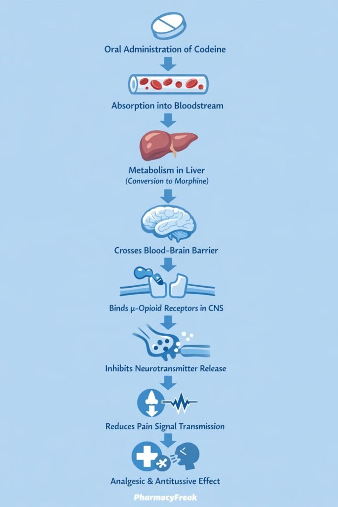 Mechanism of action of codeine Flowchart