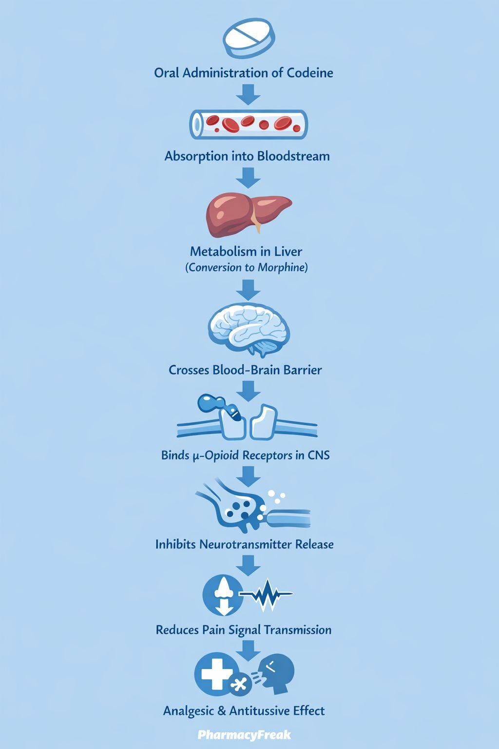 Mechanism of Action of Codeine