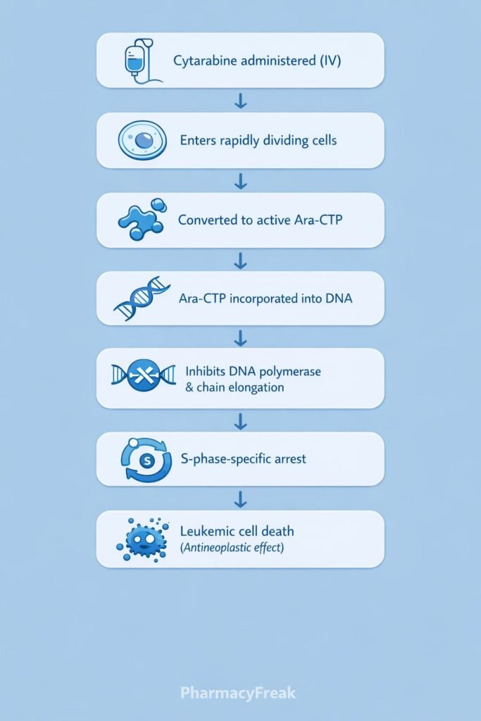 Cytarabine Mechanism of Action Flowchart