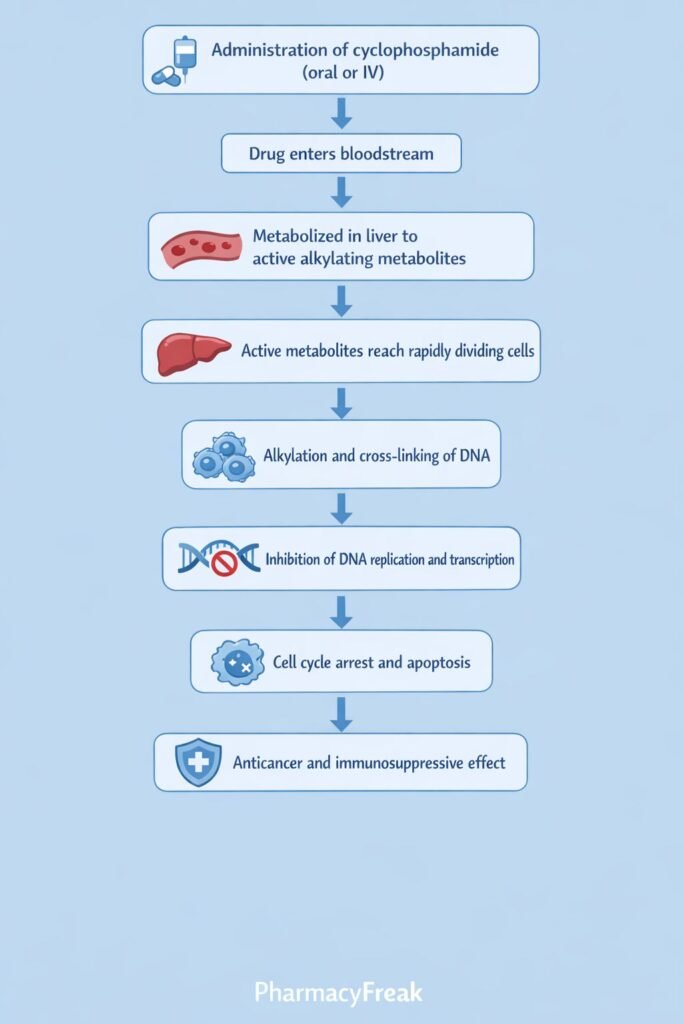 Stepwise mechanism of action of cyclophosphamide