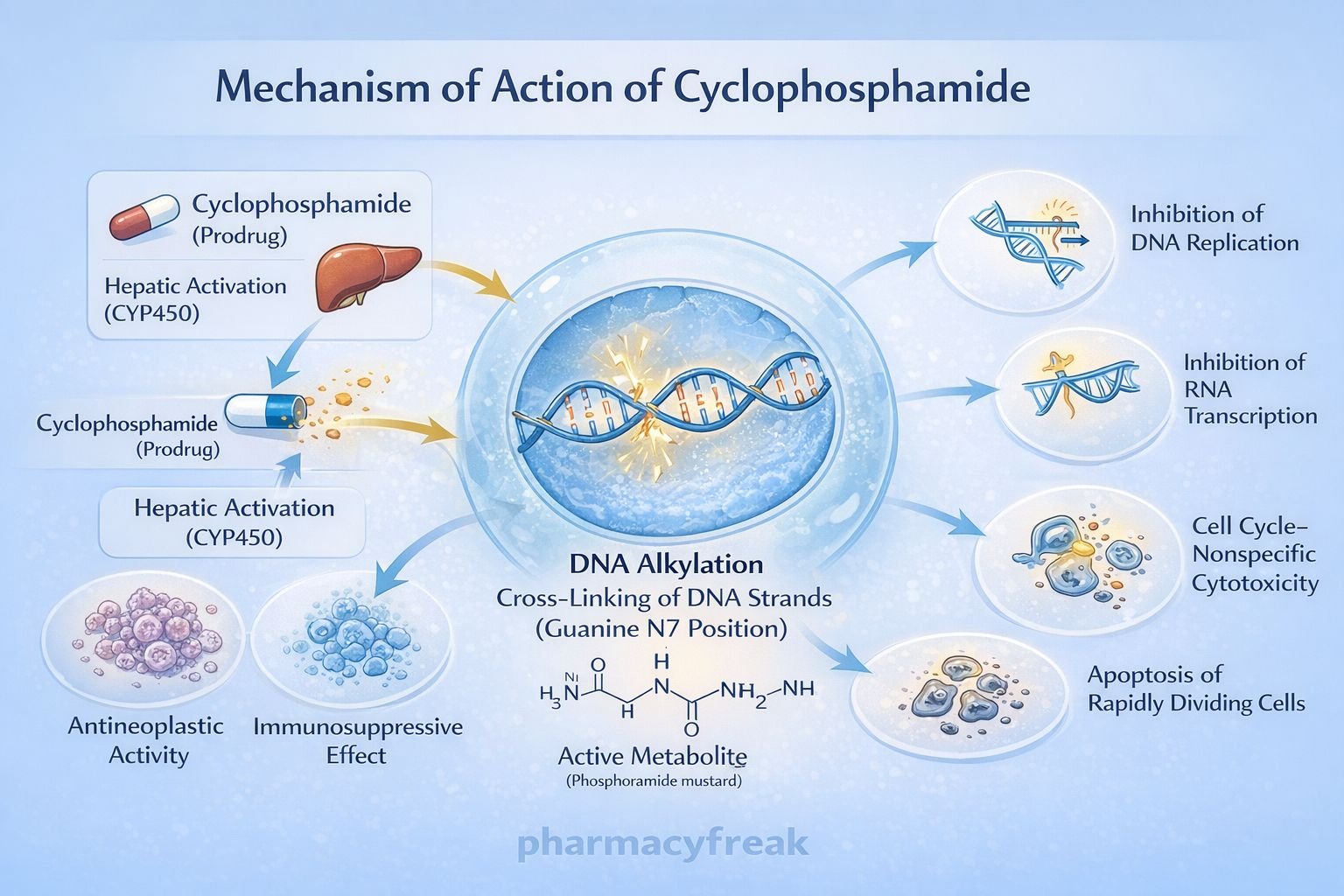 MOA of cyclophosphamide