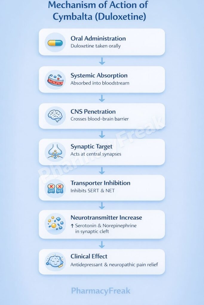 Stepwise mechanism of action of Cymbalta