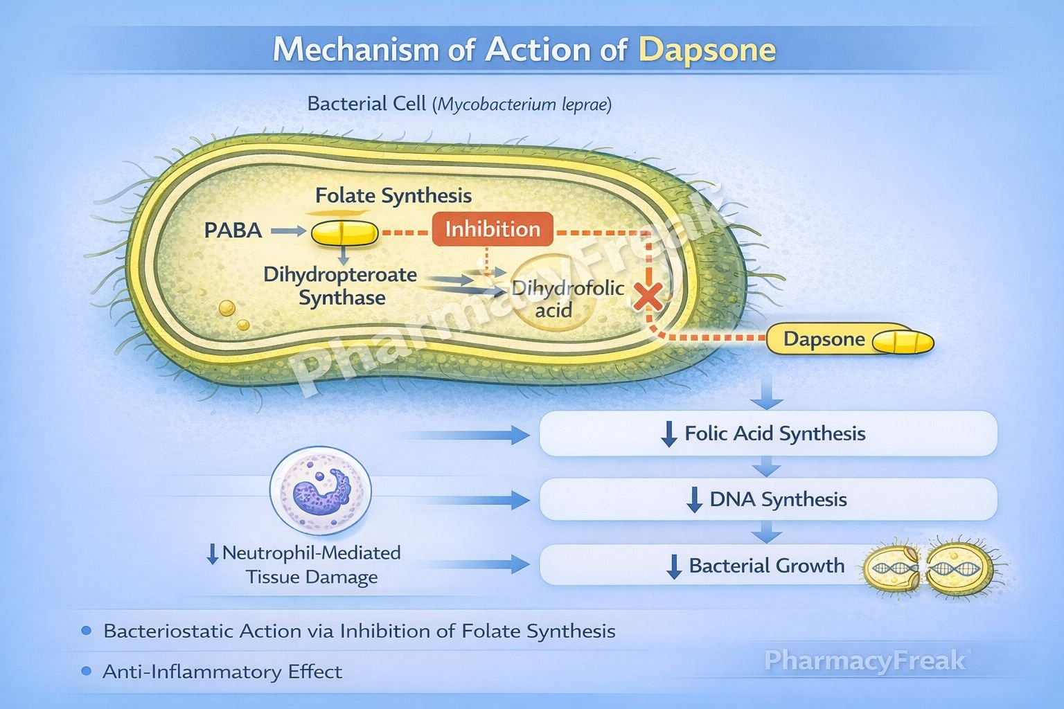 Mechanism of Action of Dapsone