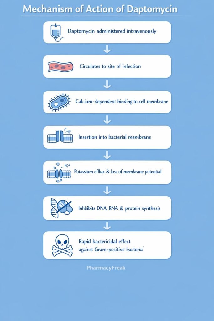 Mechanism of action of daptomycin FLOWCHART