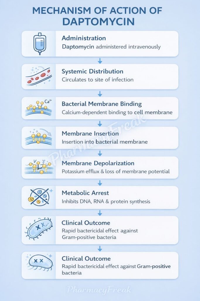Daptomycin Mechanism of Action Flowchart