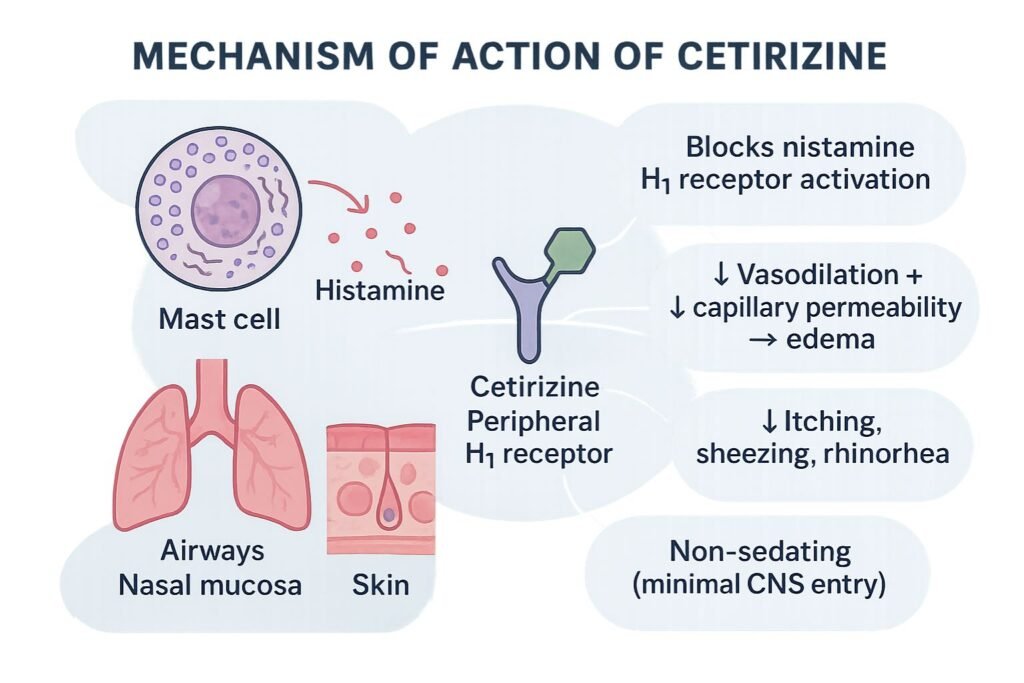 Design a vertical flowchart illustrating the mechanism of action of cetirizine. Start with ‘Cetirizine administration (second-generation H₁ antihistamine)’ ➝ ‘Competitive antagonism of H₁ receptors’ ➝ ‘Blocks histamine effects on blood vessels, skin, and nasal mucosa’ ➝ ‘↓ Vasodilation & ↓ capillary permeability → ↓ edema’ ➝ ‘↓ Itching, ↓ sneezing, ↓ rhinorrhea’ ➝ ‘Low CNS penetration → minimal sedation’. Use labeled arrows, icons for histamine receptors, nasal mucosa, skin, and allergic pathways. Keep the layout clean, educational, and student-focused. Use a solid light blue background (not transparent, not black) with soft blue and gold highlights. Include a small watermark with the text ‘PharmacyFreak’. Render in ultra HD with --ar.”