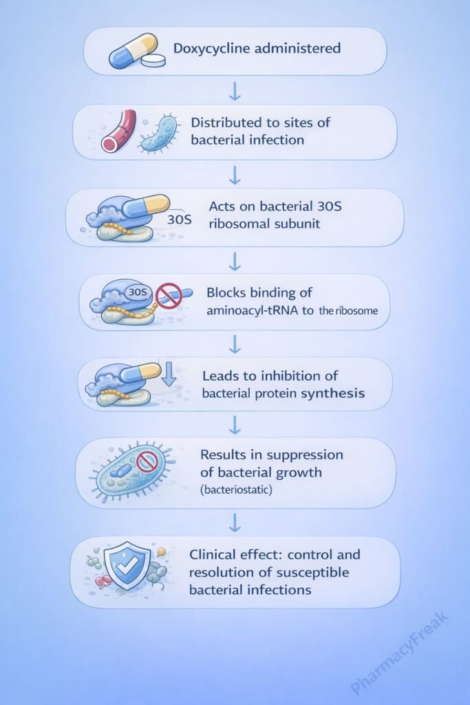 Doxycycline Mechanism of Action Flowchart