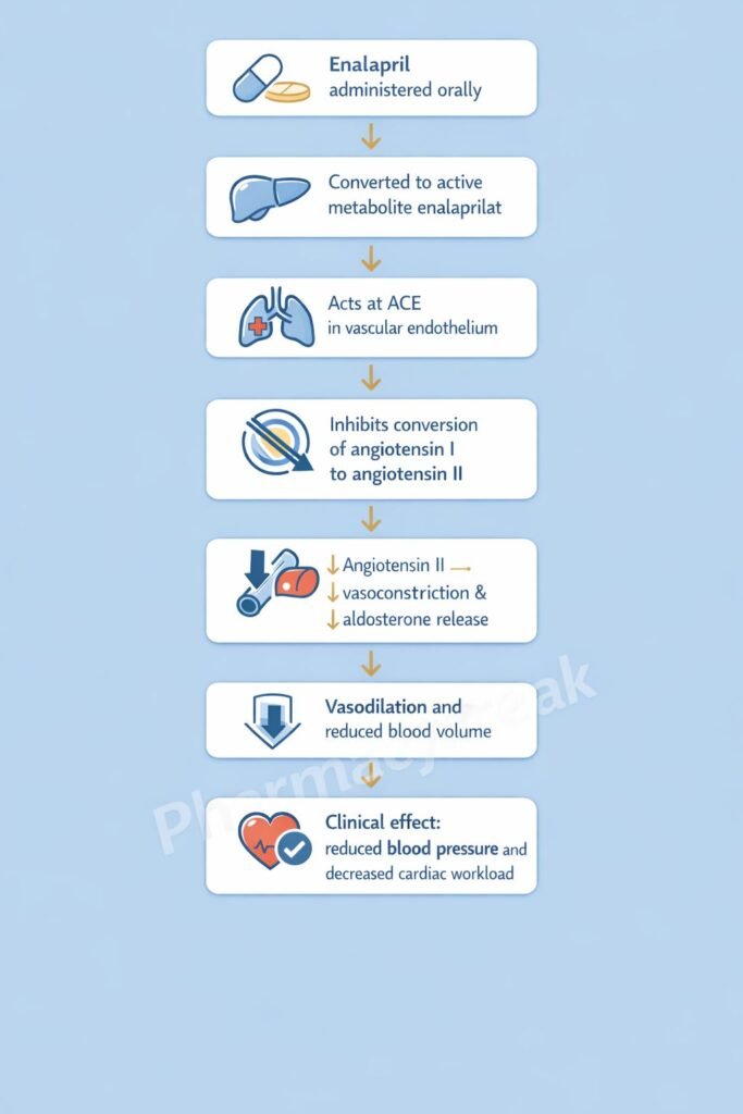 Mechanism of action of enalapril