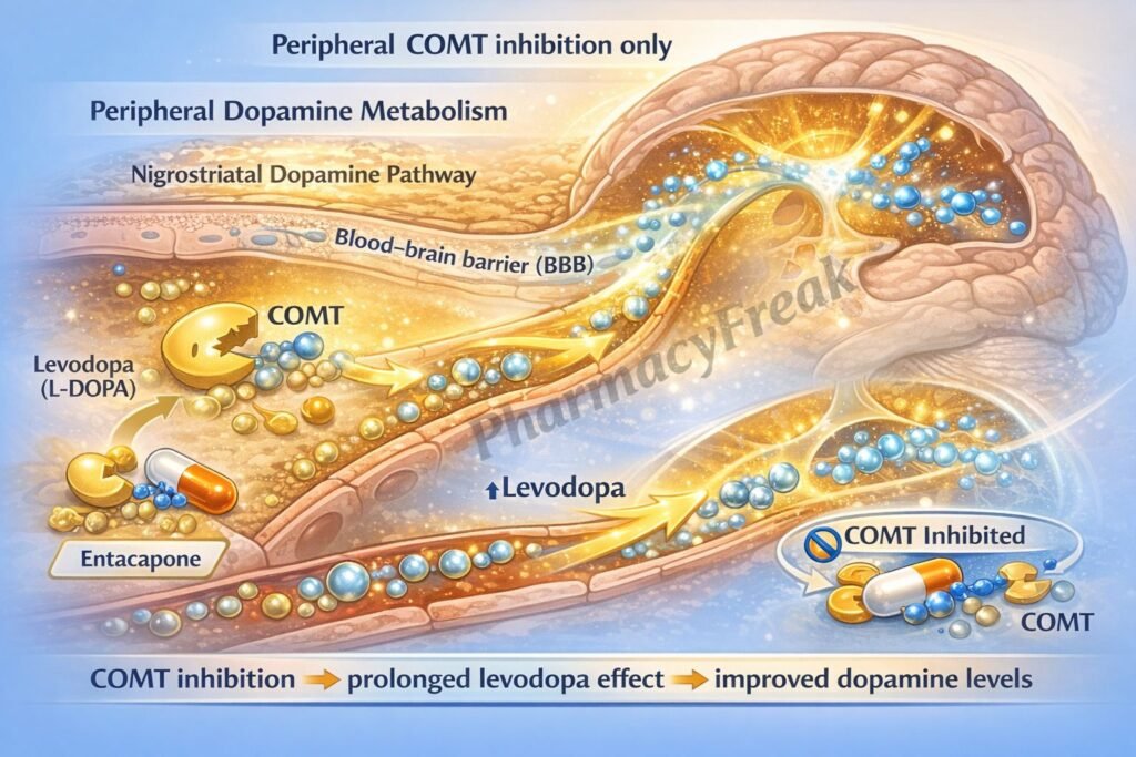 Mechanism of action of entacapone