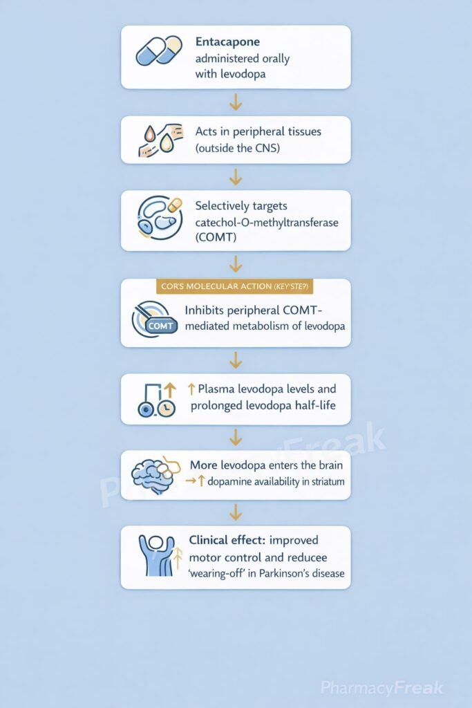 Entacapone Mechanism of Action Flowchart