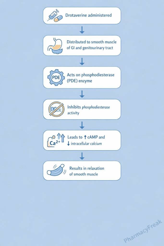 Drotaverine Mechanism of Action Flowchart