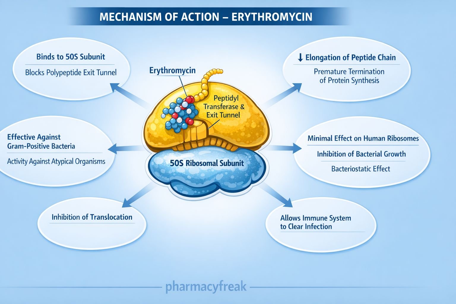 Mechanism of Action of Erythromycin