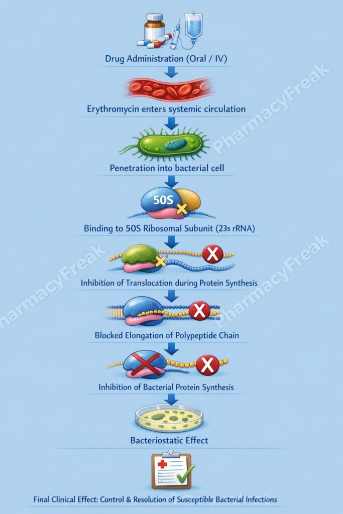 Mechanism of action of  Erythromycin flowchart
