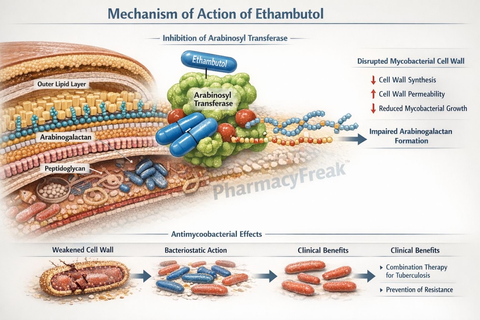 Mechanism of Action of Ethambutol