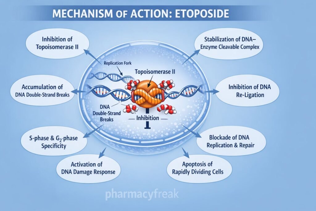 MOA of Etoposide